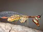 Mantidflies may resemble mantids or wasps, but belong with the lacewings in the order Neuroptera.