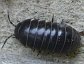 Woodlice, or pillbugs are related to crustaceans in the Isopoda and are not insects.
