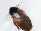 Roaches belong to the order Blattodea.