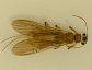 Stoneflies are a fly fisher's favorite. They belong to the order Plecoptera.