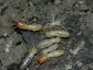 Termites may have evolved from roaches. They belong to the order Isoptera but could also be considered as distinct members of the Blattodea.