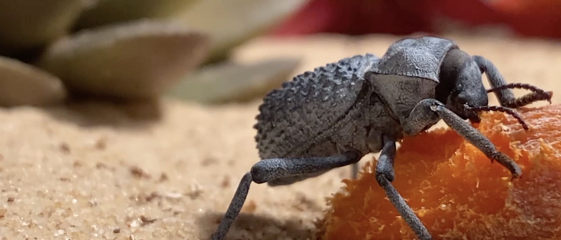 Colorful photo of a Blue Death Feigning Beetle - Asbolus verrucosus - eating a carrot.