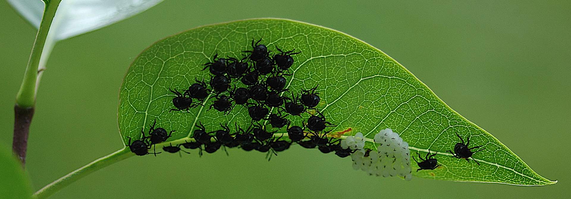 Georgeous photograph of baby bugs on a leaf with their eggshells.