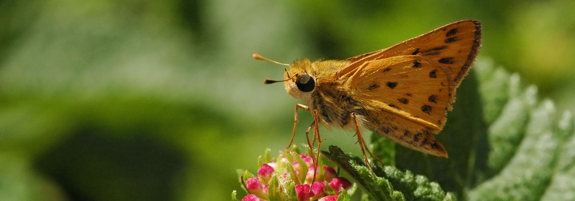 Georgeous photograph of an orange skipper butterfly on a leaf.