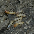 Termite - Isoptera