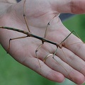Stick insect - Phasmatodea