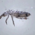 springtail - order Collembola