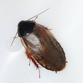 Roach - Blattodea