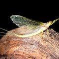 Mayflies - Ephemeroptera.