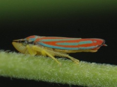Hopper - Homoptera