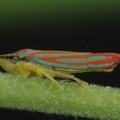 Hopper - Homoptera