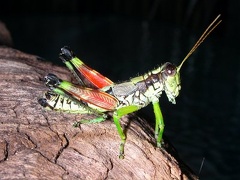 Grasshopper - Orthoptera
