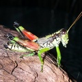 Grasshopper - Orthoptera