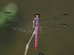 Dragonfly - Odonata
