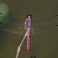 Dragonfly - Odonata