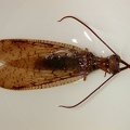 Dobsonfly - Megaloptera
