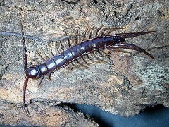 Centipede - Myriapoda