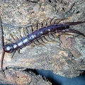 Centipede - Myriapoda