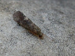Caddisfly - Trichoptera