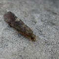 Caddisfly - Trichoptera