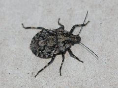 Bug - Hemiptera