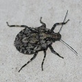 Bug - Hemiptera