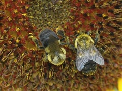 Bee - Hymenoptera