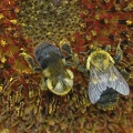 Bee - Hymenoptera
