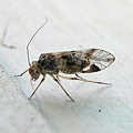 Barklouse - Psocoptera