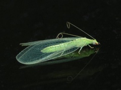 Lacewing - Neuroptera.