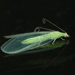 Common/Scientific Name