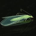 Lacewing - Neuroptera.