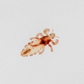 Pediculus humanus capitis, the Human head louse.
