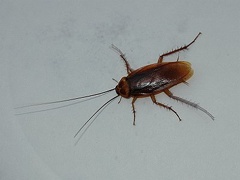 Periplaneta americana, the American cockroach