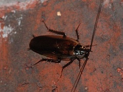 Parcoblatta species, Wood roach
