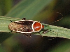 Pseudomops septentrionalis, thePale bordered field roach