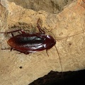 Periplaneta fuliginosa, the Smoky brown roach