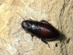 Cryptocercus punctatus, the Brown hooded roach, also known as the Wood eating roach.