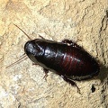 Cryptocercus punctatus, the Brown hooded roach, also known as the Wood eating roach.