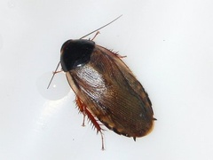Pycnoscelus surinamensis, the Surinam Cockroach.