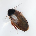 Pycnoscelus surinamensis, the Surinam Cockroach.