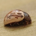 Calligrapha Leaf Beetle