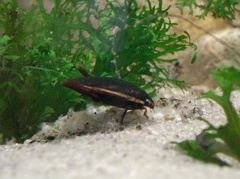 Cybister fimbriolatus, a predaceuos diving beetle