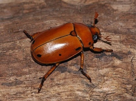 Pelidnota punctata, the Grape vine beetle