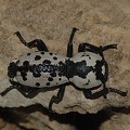 Zopherus nodulosus haldemani, the Ironclad beetle
