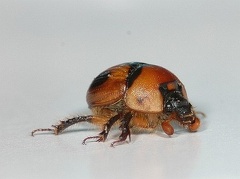 Bolbocerosoma hamatum, an Earth Boring Dung Beetle