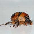 Bolbocerosoma hamatum, an Earth Boring Dung Beetle