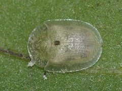 Cassidini species, a Tortoise beetle
