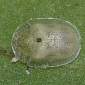 Cassidini species, a Tortoise beetle