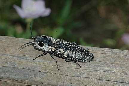 Alaus oculatus, the Eyed Elater Click Beetle
